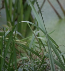 Chalcolestes viridis