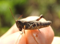 Chorthippus macrocerus