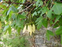Acer monspessulanum