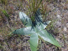 Brunsvigia orientalis