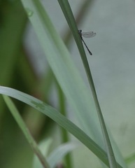 Chalcolestes viridis