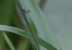 Chalcolestes viridis