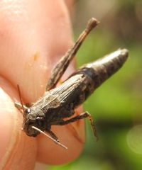 Chorthippus macrocerus