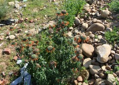 Leonotis ocymifolia