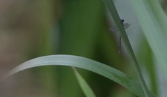 Chalcolestes viridis