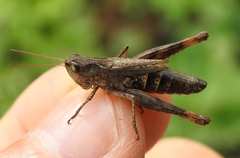 Chorthippus macrocerus