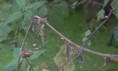Chalcolestes viridis