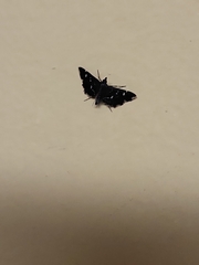 Diathrausta reconditalis