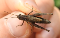 Chorthippus macrocerus