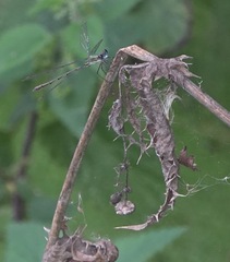 Chalcolestes viridis