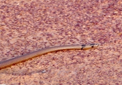 Pseudonaja aspidorhyncha