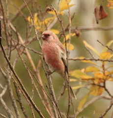 Carpodacus sibiricus