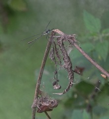 Chalcolestes viridis