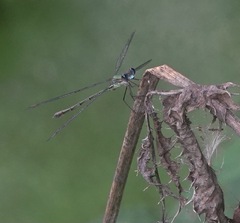 Chalcolestes viridis