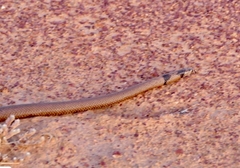 Pseudonaja aspidorhyncha