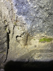Allothereua maculata