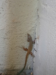 Aspidoscelis tigris