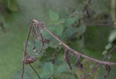 Chalcolestes viridis