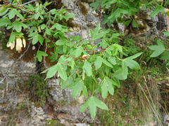 Acer monspessulanum