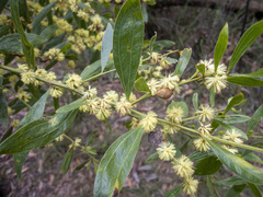 Acacia verniciflua