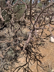 Cylindropuntia thurberi versicolor