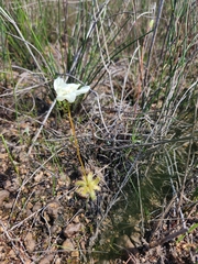 Drosera pauciflora