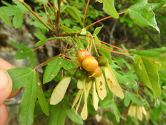 Acer monspessulanum