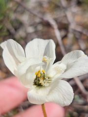 Drosera pauciflora