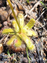 Drosera pauciflora