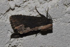 Dypterygia scabriuscula