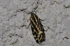 Acontia trabealis