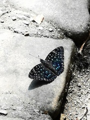 Dichorragia nesimachus