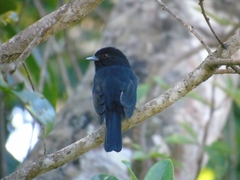 Knipolegus cyanirostris