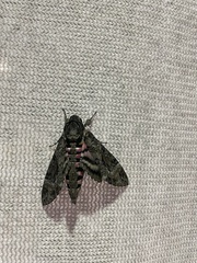 Agrius cingulata