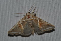 Habrosyne pyritoides
