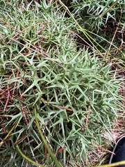 Isopogon ceratophyllus
