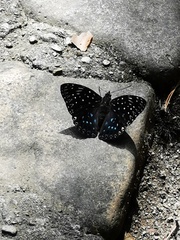 Dichorragia nesimachus