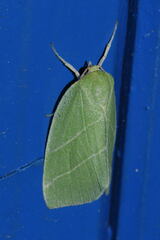 Bena bicolorana