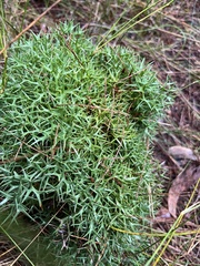 Isopogon ceratophyllus