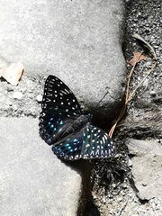 Dichorragia nesimachus