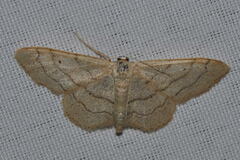 Idaea aversata