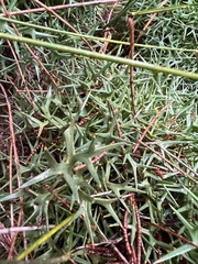 Isopogon ceratophyllus