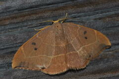Watsonalla binaria