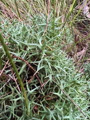 Isopogon ceratophyllus