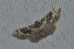 Idaea rusticata
