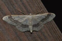 Idaea aversata