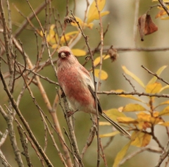Carpodacus sibiricus