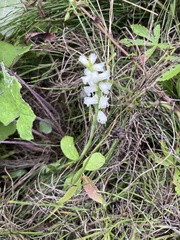Spiranthes incurva