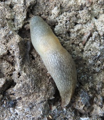 Krynickillus melanocephalus