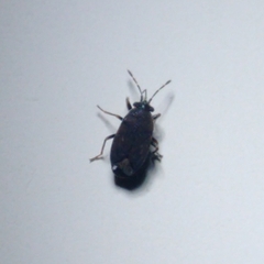 Stygnocoris fuligineus